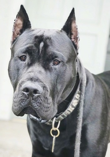 Close up head shot of a shiny soft, short haired dog with a large wide muzzle, a big black nose, brown eyes and ears that stand up and are cropped to a point.