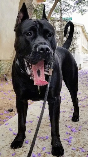 Front view of a large muscular black dog with his tail curled up over his back, his mouth open with a pink tongue that has a black spot on it and slobber