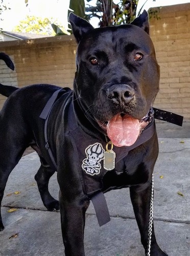 Front side view of an extra large dog with brown eyes, a big black nose and a large pink tongue with white slobber bubbles on it standing outside on a walkway in front of a tan brick wall.