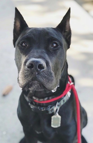 Front view of a large breed puppy with pointy cropped ears, a large black nose and dark eyes sitting down.