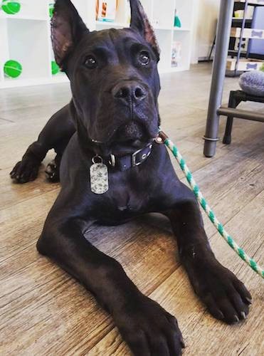 Front view of a large breed puppy with a big square muzzle and a big black nose, dark wide eyes and pointy cropped ears with long front legs and big paws.