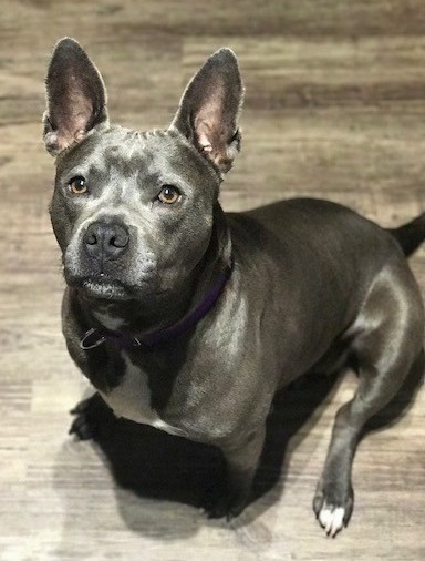 View from above looking down at a shiny gray colored dog with large perk ears, a gray nose, brown wide eyes, a white chest and white paws sitting down on a hardwood floor looking up.