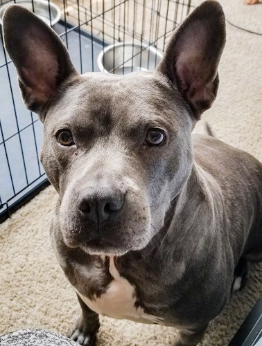 View from above looking down at a stocky gray colored dog with a white chest, a shiny coat, wide round eyes and big perk ears that stand up to a point sitting down on a carpet next to a dog crate.