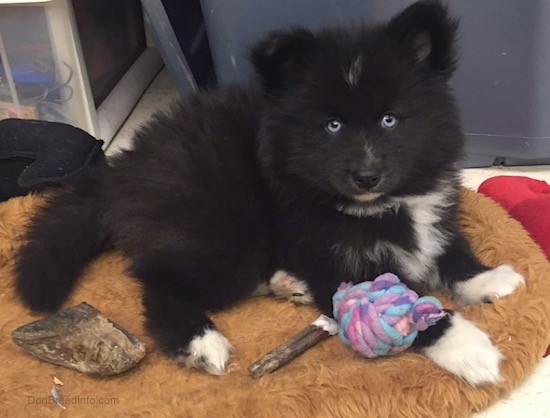 Front side view of a thick coated, soft looking, fluffy black dog with a white chest and blue eyes laying down on a brown dog bed surrounded by dog toys and chews. The pup has small perk ears that stand up in the air and a black nose and a white chin with white on the tips of his paws. It has a hoof, a bully stick and a purple rope knot toy.