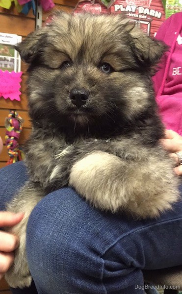 A very thick coated fluffy teddy bear looking tan with black dog with blue eyes and small fold over ears sitting on the lap of a person in a pink shirt and blue jeans. The pup has a black nose.