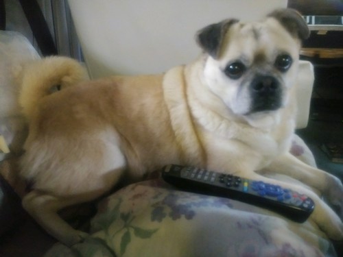 A thick bodied tan dog with extra skin and small fold over ears and a small pushed back snout with a black nose, wide black eyes and a curled tail laying down on the back of a couch