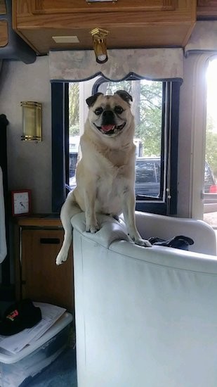 A wide chested small dog with a round head and small ears sitting on the back of a white couch inside of a trailer