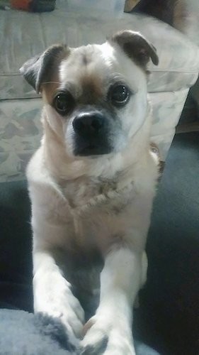 A small dog with small fold over v-shaped ears and wide round black eyes with a black nose and black lips jumped up with her front paws on a furry gray blanket