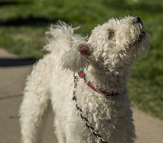 Front view of a curly coated gray dog with small ears that stick out to the sides looking up while standing outside