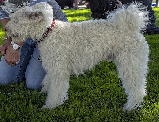 Side view of a white tight curly coated dog with lots of waves in her fur and a tail that curls up over her back standing in grass next to a person