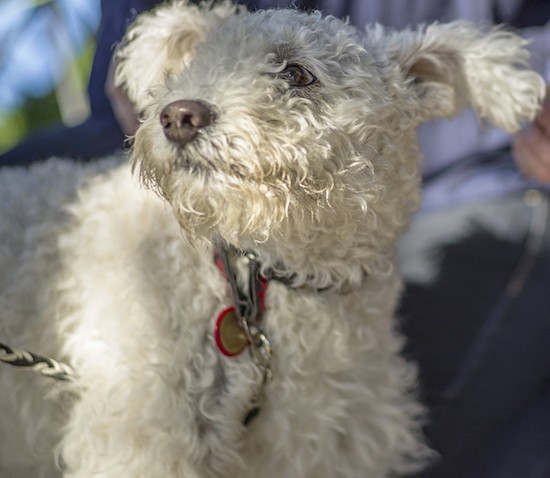 Front view close up head shot of a curly-coated white dog with a black nose looking up and to the left