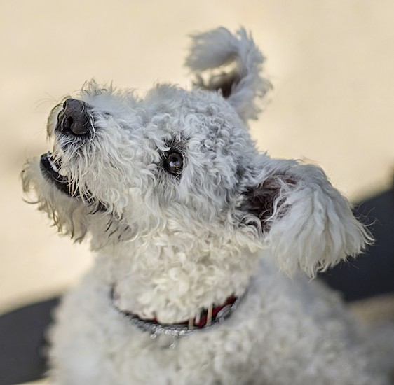 A white dog with a curly coat and ears that stick out to the sides with thicker hair on them looking up and to the left