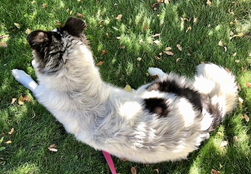 View from the top looking down at a heavy coated long haired white with black dog laying down in grass