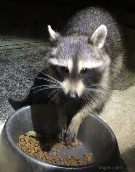 Front view of a small gray animal with a black mask, small perk ears that are rounded at the tips eating cat food out of a medal bowl with its paws hanging over the bowl.