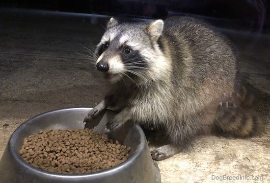 Front side view of a gray animal with white stripes on his face and a black mask with a black nose and black stripes on his tail with his front paws over top of a silver metal bowl full of cat food