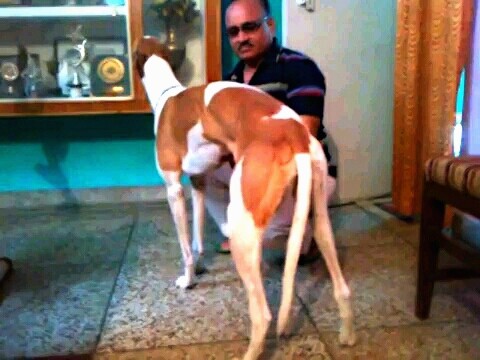 Back side view - A tall, long legged, high arched reddish brown and white dog with a long muzzle, long neck and long tail standing next to a trophy and a squating man in dark sunglasses.