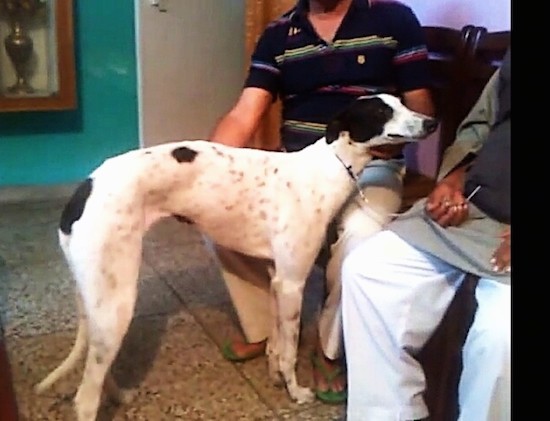 Side view - A white with black, tall dog with a high arch and a very long tail and long muzzle with a black nose and black lips standing in a room with tan tiled floor in front of two men who are sitting down on a bench. The dog has ears that are pinned back and hang down and out to the sides.