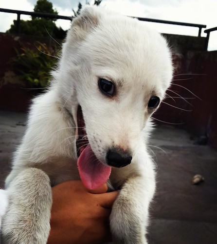 A large breed puppy being held in the air by a person. The dog has a long muzzle and ears that are pinned back with a black nose and dark eyes.