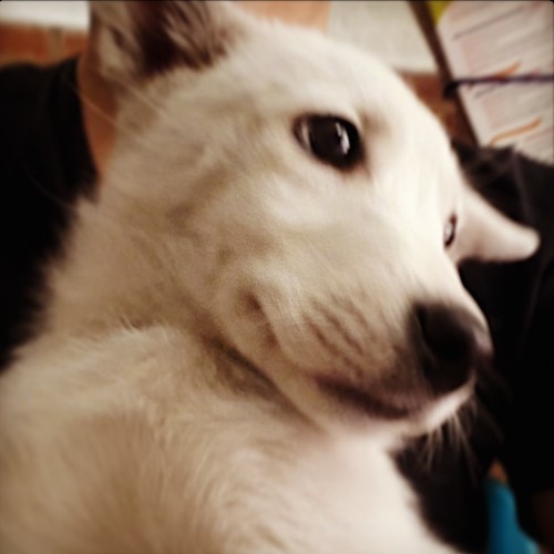 Head shot of a white puppy with a long muzzle, black nose and dark eyes with large perk ears laying on top of a person's chest.