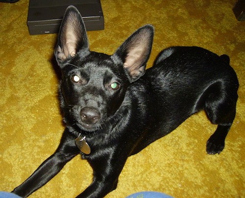 A shiny, short coated, black dog with large perk ears, wide round eyes, a black nose and a short nub for a tail laying down on a bright yellow carpet.