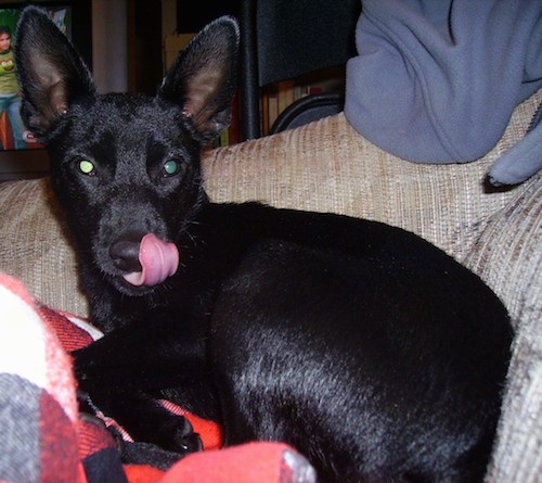 A short coated, shiny black dog with very large perk ears and wide round eyes licking his black nose. The dog has a long muzzle and is curled up on a tan couch.