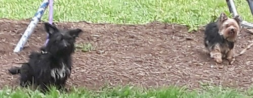 A long haired little black dog with perk ears and white on her chest sitting outside on multch with a tan and black Yorkie dog trotting next to her.