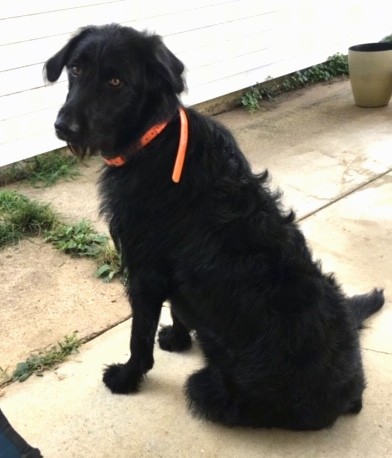 Back side view of a big black dog with a wavy coat and a chin with a beard, a lack nose, brown eyes and a bright ornage collar sitting down outside on a sidewalk.