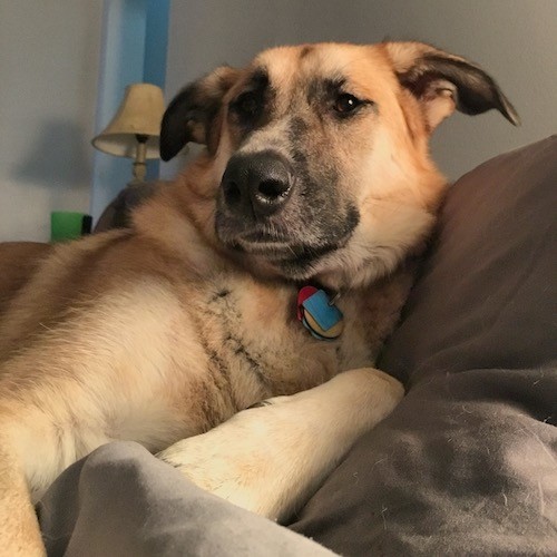 Front view - An extra large breed tan dog with black ears that fold over and out to the sides and a black muzzle with a black nose and lips.