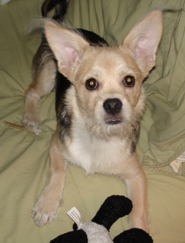 A tan and black with white dog laying down on a green blanket looking up with a dog toy in front of his paws.