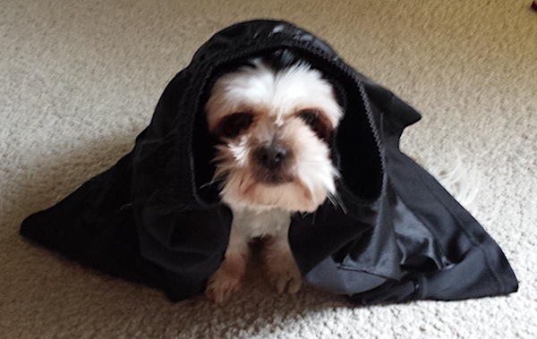 A small toy sized tan dog sitting on a tan carpet covered up by a black silky shirt with its face sticking out. It has a black nose and dark eyes.