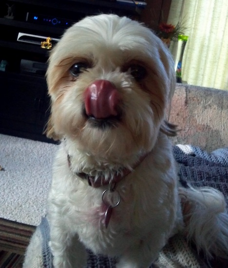 A small toys sized dog sitting up on a couch with its pink tongue covering up its nose and dark eyes in a living room.