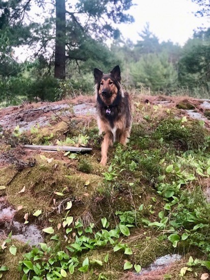 Front view of a longhaired black and brown dog with ears that stand up to a point a tan face with black on the ears neck and body walking on a moss covered rock outside