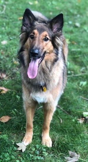 Front view of a thick, longhaired dog with a long muzzle, perk ears, wide dark round eyes and a long pink tongue hanging out standing outside in grass