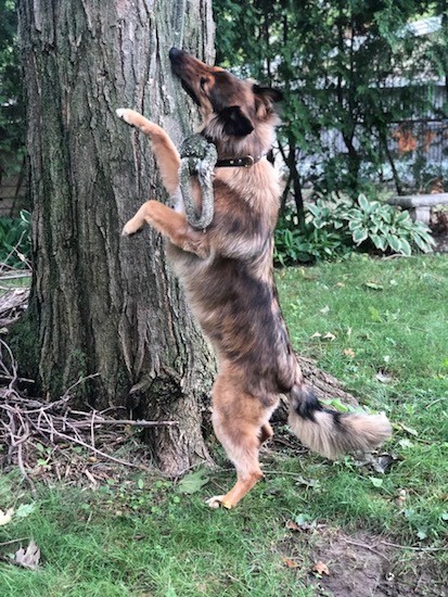 A brown, tan, black with white dog jumped up at a tree biting onto a rope toy that is hanging from the tree