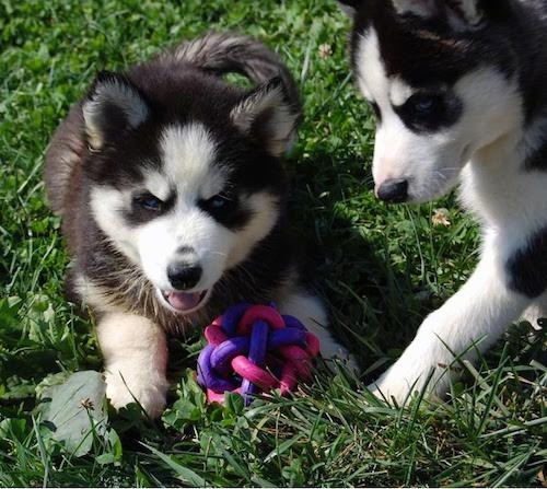 A fluffy, thick coated black with white dog that has blue eyes, a black nose and small triangular perk ears laying down in grass with a toy between his paws looking playful with a second blue-eyed black and white puppy stepping down next to him.