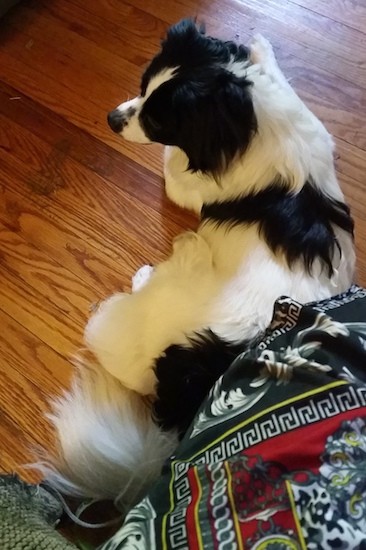 View from the top looking down at a longhaired black and white dog laying down on a hardwood floor. The dog has a long bushy white tail and black ears that hang down to the sides.