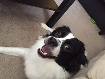 Front view of a black and white dog with a black symmetrical pattern on its face, a big black nose with a white chest and white legs and dark eyes.