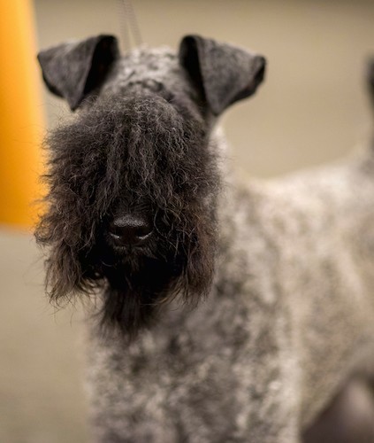 Front view of a wavy-coated tan dog with a black face with longer hairs covering up the dogs eyes, a black nose and small v-shaped ears that fold forward at the tips.