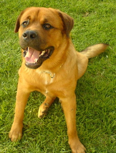 An orange colored large breed dog with black on his muzzle, a large black nose, a little white on his chest and small ears that hang down to the sides sitting down in grass looking up. The dog has a large head, a thick coat, large paws, black lips and brown eyes.