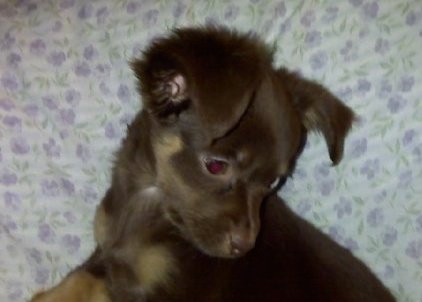 Side view upper body head shot of a little brown puppy with tan spots looking down. The dog has large ears that fold over to the front.