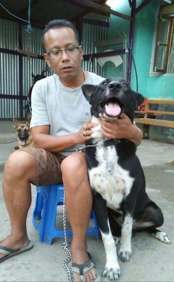 A black dog with perk ears that are pinned back, a big black nose, white on his chest and paws with black ticking sitting down next to a man sitting on a plastic blue stool who has his arms around the dog. There is a German Shepherd dog behind them.