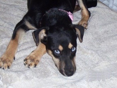 View from the top looking down at a black and tan dog with small fold over ears, a black nose and bright blue eyes laying down on a person's bed.