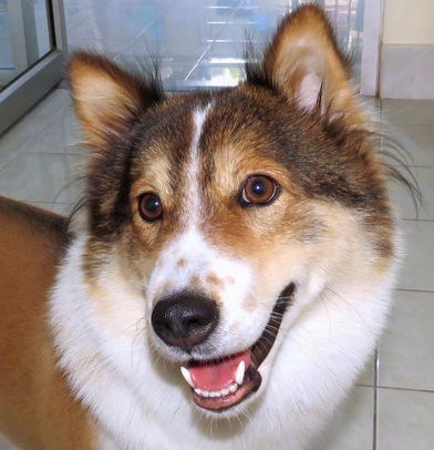 Close up had shot of a happy looking brown, white and black dog with brown wide eyes, a black nose adn small perk ears standing inside of a house that has a white tiled floor. The dog has some longer fringe hair coming from the sides of his ears.