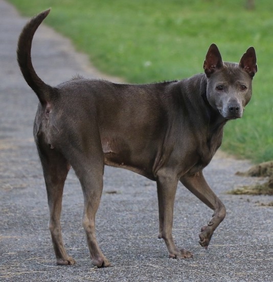 Side view of a gray shorthaired dog with hair sticking up in a line down its back with small perk ears and a long tail with a thick body standing on a sidewalk surrounded by grass.