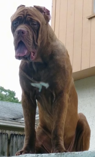 An extra large red puppy with her ears cropped very short and rounded with a very big head and wrinkles with a saggy looking face sitting down outside.