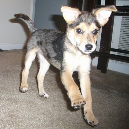 A merle gray and tan dog with a long muzzle, a black nose, dark eyes and ears that stand up and fold over at the tips running across a carpet inside of a house.