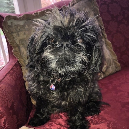 A small, long coated black dog with long hair coming from her head sticking straight up with a wavy coat and a big black nose sitting on a maroon couch