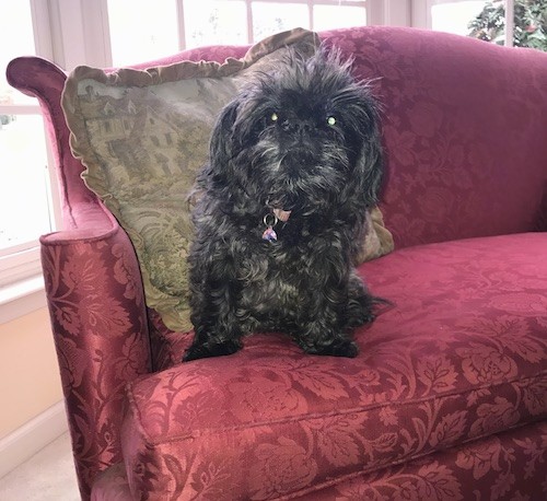 A little black dog with a long wavy coat, dark round eyes and a black nose sitting down on a plum couch in front of a green pillow