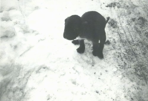 A tiny little puppy going to the bathroom out in the snow