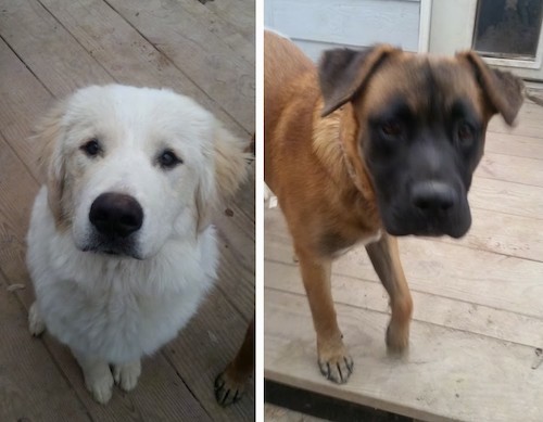 Left, a large breed white dog sitting on a deck, right, a large breed brown dog with a black mask walking on a wooden deck in front of a blue house